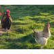6 Exhibition Quality French Wheaton Maran Hatching Eggs from A&J Poultry 