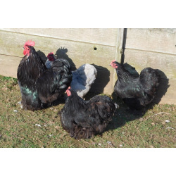 6 Exhibition Quality Black & Blue Pekin Bantam Hatching Eggs from A&J Poultry