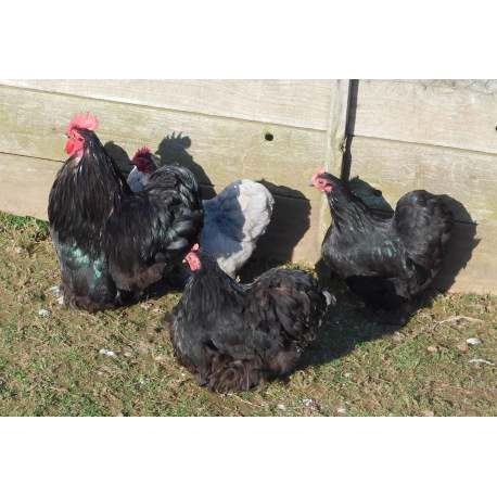 6 Exhibition Quality Black & Blue Pekin Bantam Hatching Eggs from A&J Poultry
