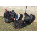 6 Exhibition Quality Black & Blue Pekin Bantam Hatching Eggs from A&J Poultry