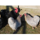 6 Exhibition Quality Black & Blue Pekin Bantam Hatching Eggs from A&J Poultry