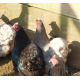 6 Exhibition Quality Black & Blue Pekin Bantam Hatching Eggs from A&J Poultry