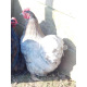 6 Exhibition Quality Black & Blue Pekin Bantam Hatching Eggs from A&J Poultry