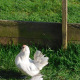 3 Exhibition Quality Porcelian Barbu D'Anvers Bantam Hatching Eggs A&J Poultry