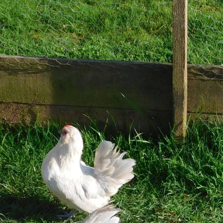 3 Exhibition Quality Porcelian Barbu D'Anvers Bantam Hatching Eggs A&J Poultry