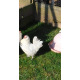 3 Exhibition Quality Porcelian Barbu D'Anvers Bantam Hatching Eggs A&J Poultry