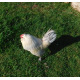 3 Exhibition Quality Porcelian Barbu D'Anvers Bantam Hatching Eggs A&J Poultry