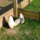 3 Exhibition Quality Porcelian Barbu D'Anvers Bantam Hatching Eggs A&J Poultry