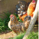 6 Exhibition Quality Millefleur Barbu D'anvers from A&J Poultry