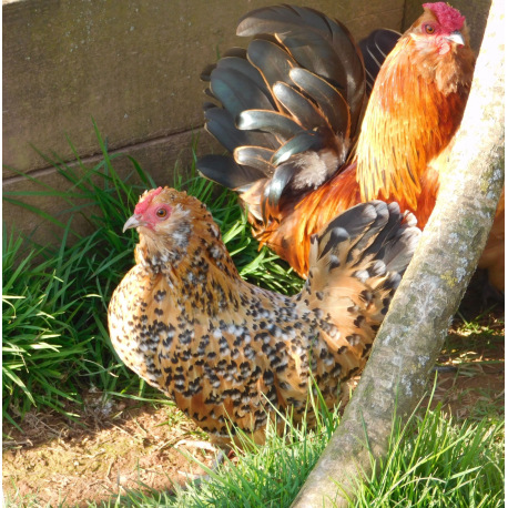 6 Exhibition Quality Millefleur Barbu D'anvers from A&J Poultry