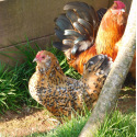 6 Exhibition Quality Millefleur Barbu D'anvers from A&J Poultry