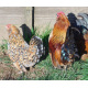 6 Exhibition Quality Millefleur Barbu D'anvers from A&J Poultry