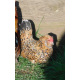 6 Exhibition Quality Millefleur Barbu D'anvers from A&J Poultry