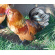 6 Exhibition Quality Millefleur Barbu D'anvers from A&J Poultry