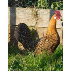6 Exhibition Quality Orange Pencilled Friesian Fowl from A&J Poultry