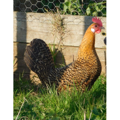 6 Exhibition Quality Orange Pencilled Friesian Fowl from A&J Poultry