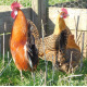6 Exhibition Quality Orange Pencilled Friesian Fowl from A&J Poultry