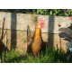 6 Exhibition Quality Orange Pencilled Friesian Fowl from A&J Poultry