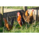 6 Exhibition Quality Orange Pencilled Friesian Fowl from A&J Poultry