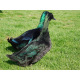 6 Exhibition Cayuga Duck Hatching Eggs from A&J Poultry