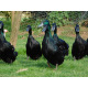 6 Exhibition Cayuga Duck Hatching Eggs from A&J Poultry