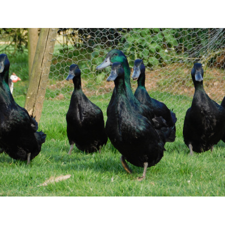 6 Exhibition Cayuga Duck Hatching Eggs from A&J Poultry