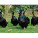 6 Exhibition Cayuga Duck Hatching Eggs from A&J Poultry