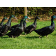 6 Exhibition Cayuga Duck Hatching Eggs from A&J Poultry