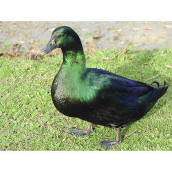 6 Exhibition Quality Black East Indian Duck Hatching Eggs A&J Poultry