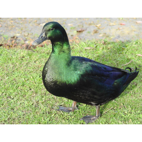6 Exhibition Quality Black East Indian Duck Hatching Eggs A&J Poultry
