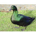 6 Exhibition Quality Black East Indian Duck Hatching Eggs A&J Poultry