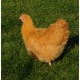 Buff Orpington 