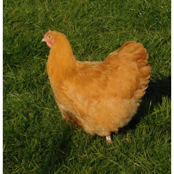 Buff Orpington 