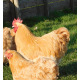 Buff Orpington 