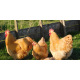 Buff Orpington 