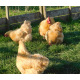 Buff Orpington 