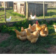 Buff Orpington 