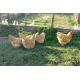 Buff Orpington 