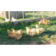 Buff Orpington 