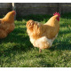 Buff Orpington 