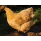 Buff Orpington 