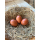 Six Exhibition Quality Cuckoo Maran Hatching Eggs