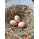6 Exhibition Quality Large fowl Black Australorp Hatching Eggs From A&J Poultry