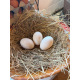 6 Exhibition Quality Saxony Hatching Eggs From A&J Poultry