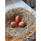 6 Exhibition Quality French Copper Black Maran Hatching Eggs from A&J Poultry 
