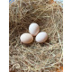 6 Exhibition Quality Lavender Pekin Bantam Hatching Eggs From A&J Poultry