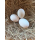 6 Exhibition Quality White Indian Runner Hatching Eggs From A&J Poultry