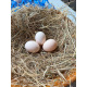 6 Exhibition Quality Golden Partridge Pekin Bantam Hatching Eggs A&J Poultry