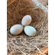 6 Exhibition Fawn+ White Indian Runner Hatching Eggs From A&J Poultry