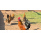 Gold Pencilled Friesian Fowl Breeding group